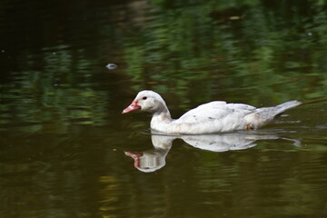 Pato blanco nadando en un estanque con reflejo en el agua