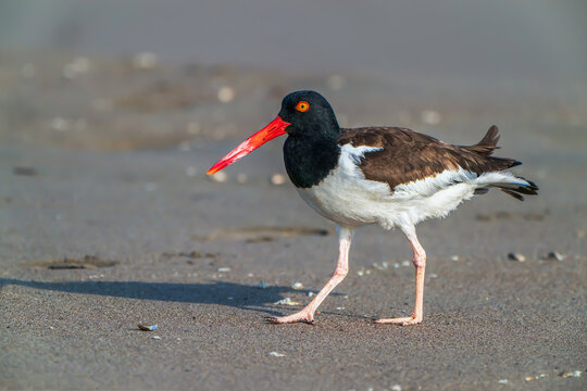 American Oystercatcher