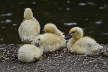Un grupo de hermosas crías de pato