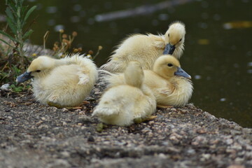 Un grupo de hermosas crías de pato