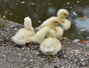 Un grupo de hermosas crías de pato