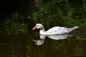 Pato blanco nadando en un estanque con reflejo en el agua