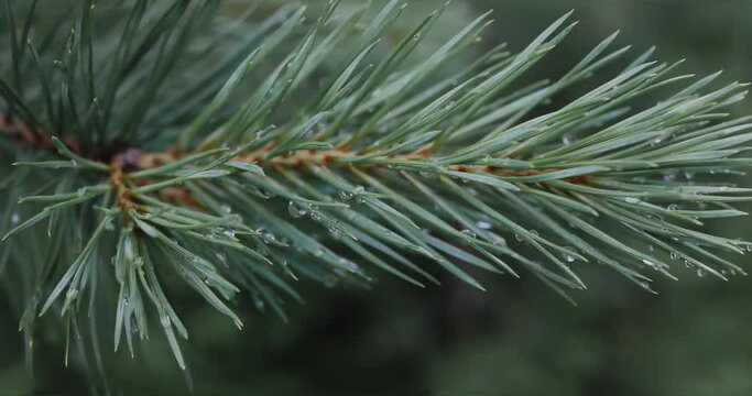 Green fir tree brach moving in the wind, graded and close-up detail