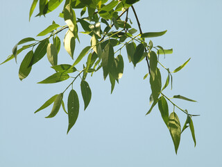 Willow branches with leaves on a blue sky