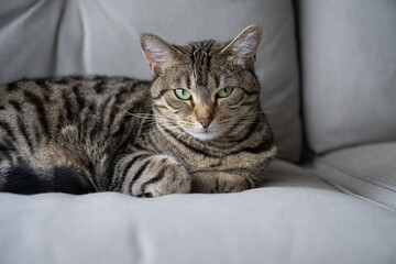 green eyed cat on the couch
