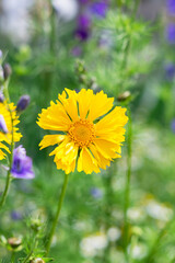 Vertical photograph of a wild flower with a yellow bud. The background is heavily out of focus.