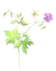 Meadow Geraniums. purple flower with leaves and buds. watercolor illustration. isolated object on a 
transparent background. field flowers. geranium macrorrhizum