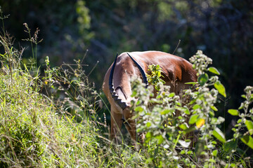 An impala eating in the African savannah this type of antelope is a herbivorous and very fast animal that lives in a community and in the wildlife in the African savannah.