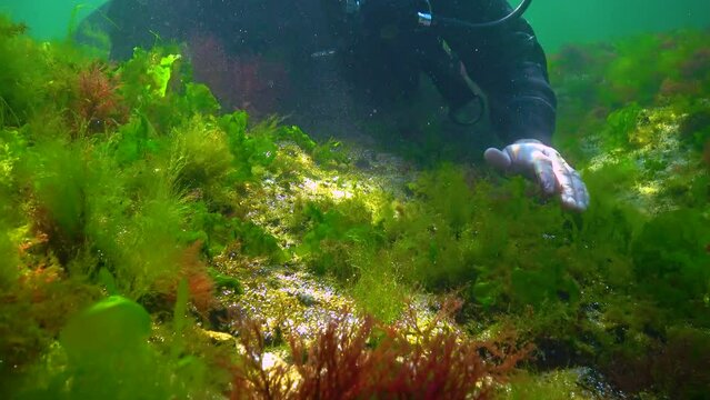 Photosynthesis in the sea, A diver touches oxygen bubbles synthesized by algae. Green and red  algae on underwater rocks Black Sea