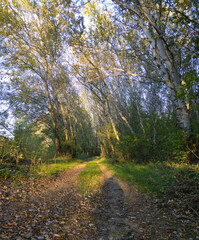 Obraz premium Autumn forest path. Orange color tree, red-brown maple leaves in autumn city park. Bright light of the sun. Sunrise day, view of morning sunlight