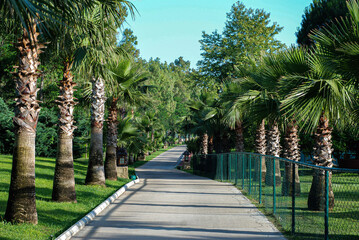 Obraz premium palm tree, travel, trek