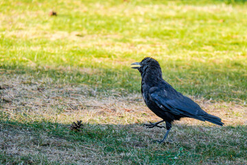 crow on the grass