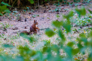 squirrel in the woods