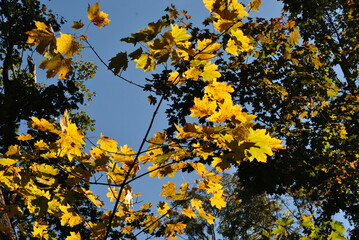 yellow maple leaves