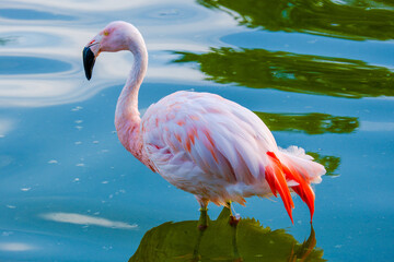 close up of a pink flamingo
