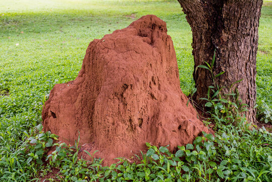 A large termite hill by a tree at a golf course