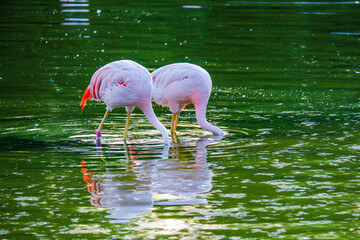 pink flamingo in water