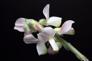 Wild flower in white and pink colors, macro, black background.