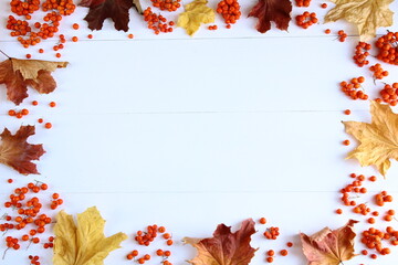 Autumn background with colorful leaves and rowan