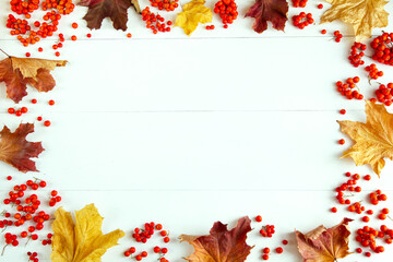 Fototapeta Jesienne tło z kolorowymi liśćmi i jarzębiną obraz