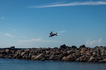 An isolated pelican flying on Runaway Bay beach (Jamaica).