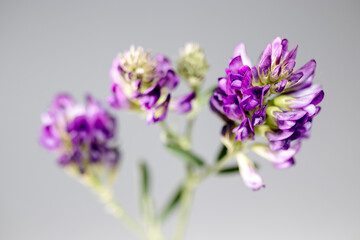 Wildflower in purple color, macro, isolated on black background.