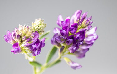 Obraz premium Wildflower in purple color, macro, isolated on black background.