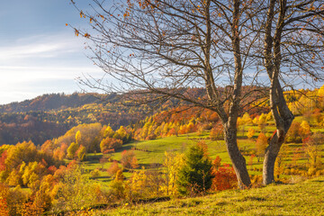 Fototapeta na wymiar A landscape of trees in autumn colors. The Mala Fatra national park in Slovakia, Europe.