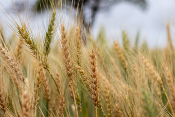 Wheat plantation in the field at dusk