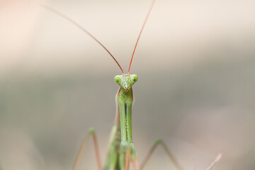 Head detail of the Praying Mantis in Latin Mantis religiosa. A type of insect that many people are afraid of. With nice bokeh on the photo. 
