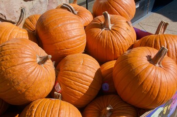 Close up bunch of bright orange pumpkins outside market