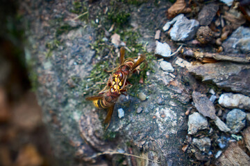Hornets fighting to life or death on a treeroot on the ground in nature