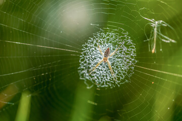 spider on web (Argiope keyserlingi)