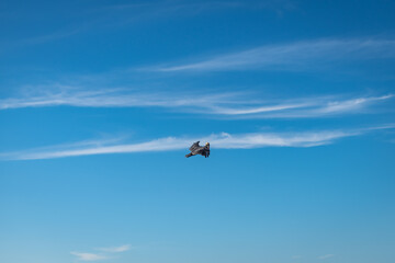 An isolated pelican flying on Runaway Bay beach (Jamaica).