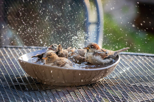 Sparrows in the shower 