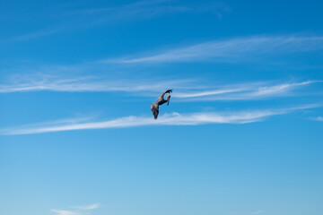 An isolated pelican flying on Runaway Bay beach (Jamaica).