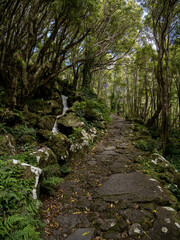 Slippery stone path surrounded by trees, which make this trail to the fantastic Po&ccedil;o da Ribeira do Ferreiro even more special. Flores Island, Portugal.
