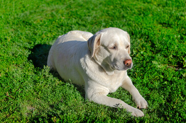 a beige labrador sits on the green grass