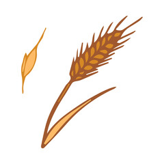 Wheat, realistic vector illustration ear