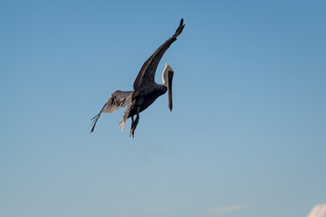 An isolated pelican flying on Runaway Bay beach (Jamaica).