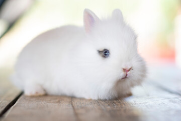 cute little white rabbit
