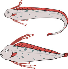 可愛いリュウグウノツカイ