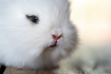 cute little white rabbit