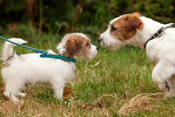 A jack russell terrier comes face to face with a tiny jack russell terrier puppy, shot side on in landscape