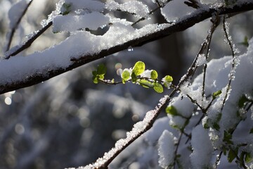 spring in the snow