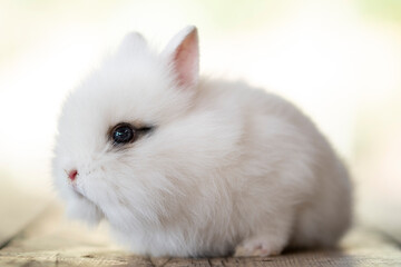 cute little white rabbit