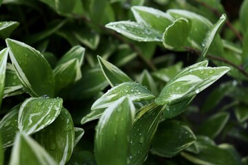leaves in the garden