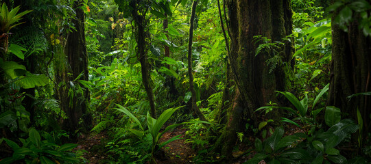 tropical rain forest in Central America
