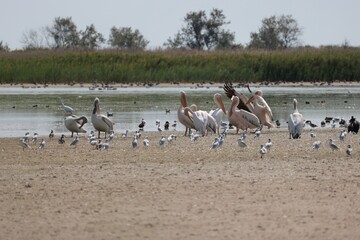 Flock Of Pelicans On The Estuary. Bessarabia, Ukraine