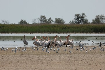 Flock Of Pelicans On The Estuary. Bessarabia, Ukraine